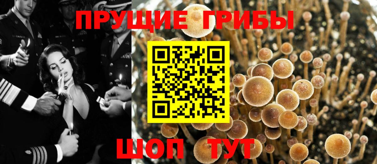 Псилоцибиновые грибы мицелий  Вход с VPN  Сорочинск 